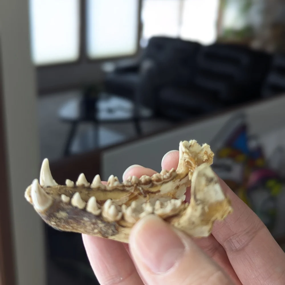 Lower Jawbone of Animal - Small, Possibly Raccoon, Oddity, Skeleton - Picture 10 of 12